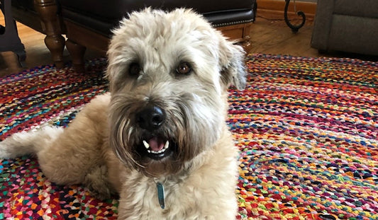 Can Dogs Eat Mesquite?