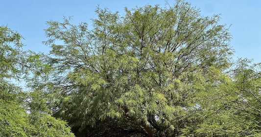 Mesquite and Regenerative Agriculture a Sustainable Desert Ally
