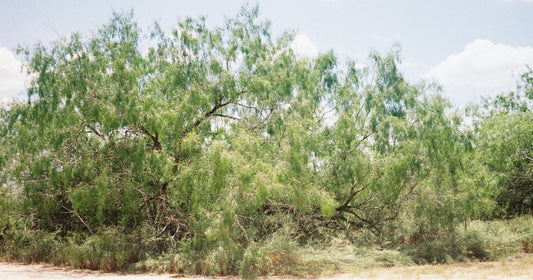 Mesquite Supports Regenerative Agriculture in Arid Regions